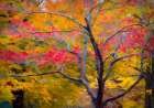 Tennessee Abstract of autumn forest landscape Art Print